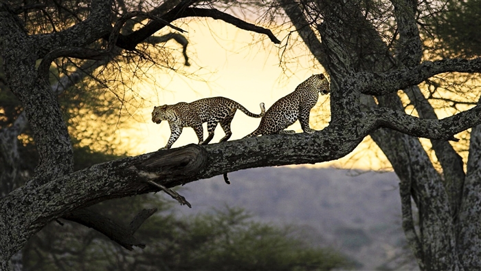 Two leopards on a tree branch at sunset 4K