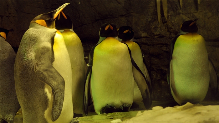 King Penguins in a Cave 4K