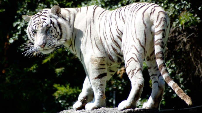 Rare White Tiger
