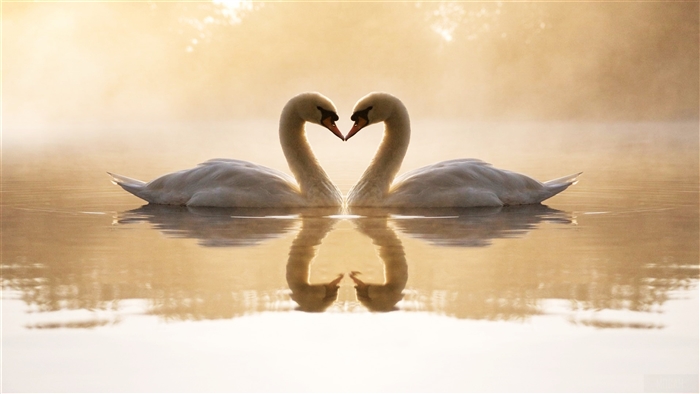 Loving Swans in Heart Shape 4K