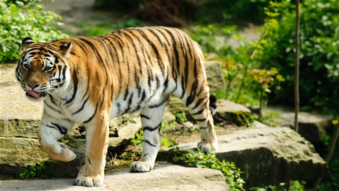 Tiger walking on rocks in a forest