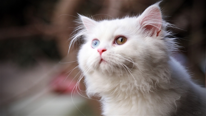 White Cat with Heterochromia Eyes 4K