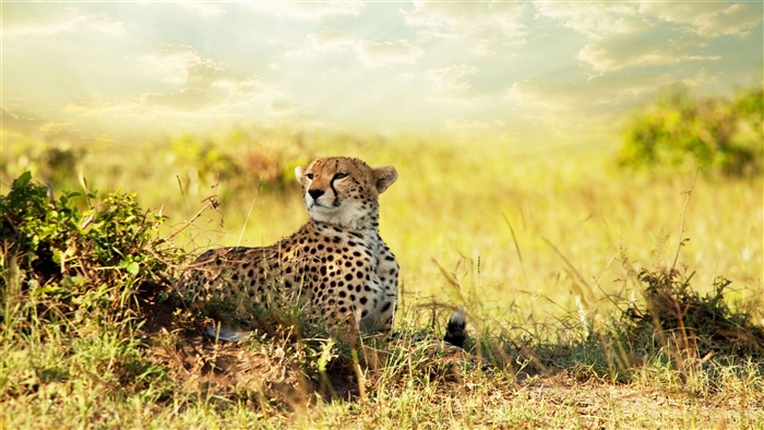 Cheetah in the Savanna 4K