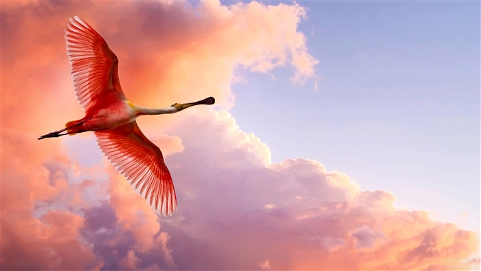 Roseate Spoonbill flying in a sunset sky