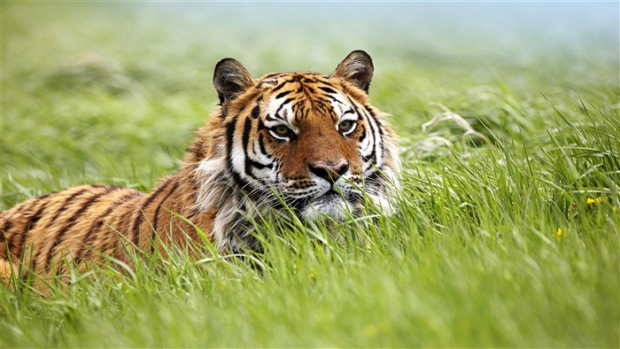 Siberian Tiger in Green Grass 4K