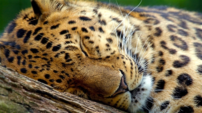 Sleeping Leopard