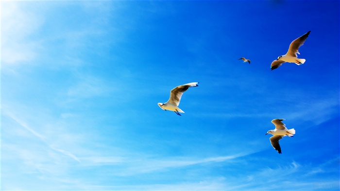 Seagulls in Flight