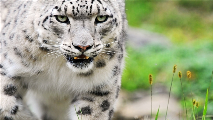 Close-up of a Snow Leopard in 4K
