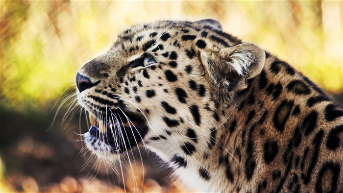 Leopard 4K