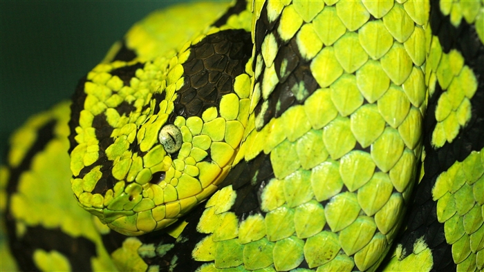 Close-up of a bright green viper snake with black markings