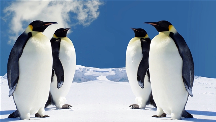 Four Emperor Penguins on Snow