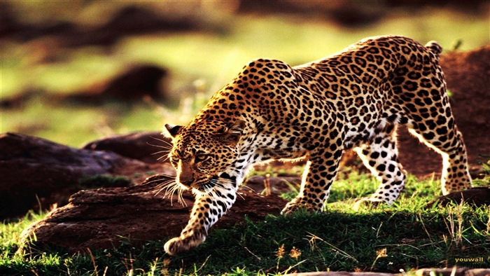 Leopard walking in the savanna 4K