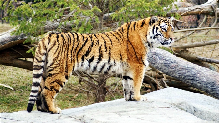 Tiger standing on a rock