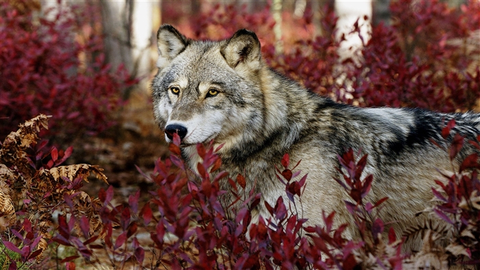 Gray Wolf in Autumn Forest 4K