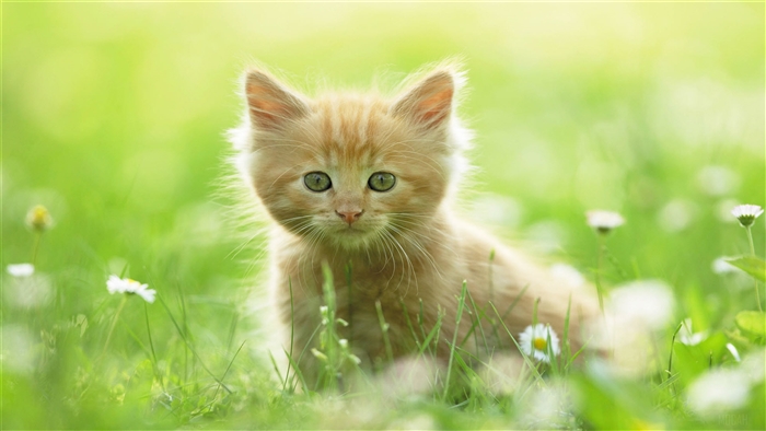 Cute Orange Kitten in Grass 4K