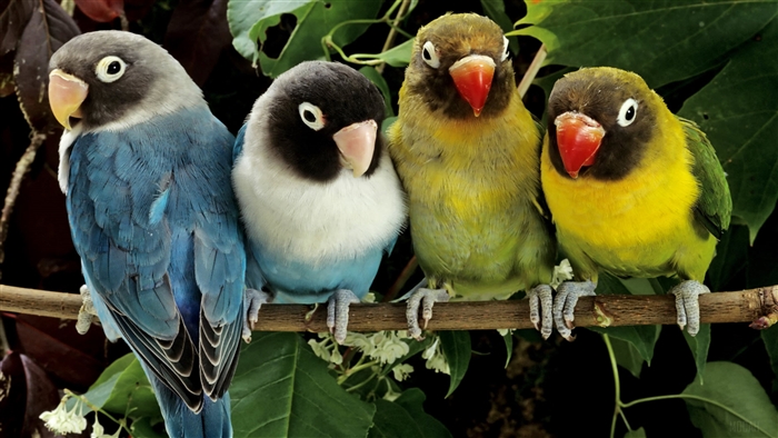 Four Lovebirds on a Branch 4K