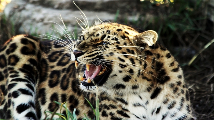Leopard roaring with mouth open