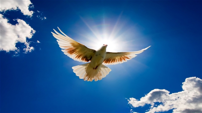 Dove flying in the sky with sun