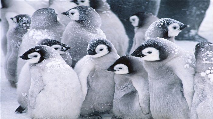 Cute Arctic Penguins in Snow 4K