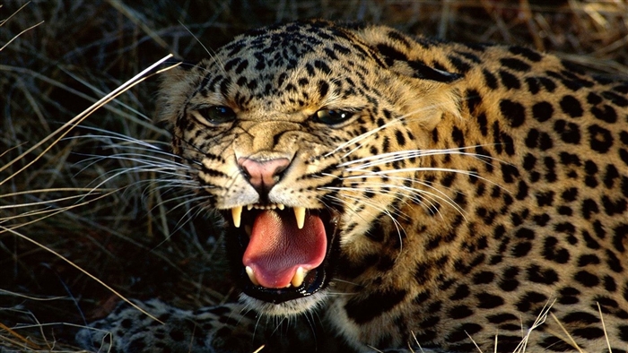 Snarling Leopard in Grass 4K