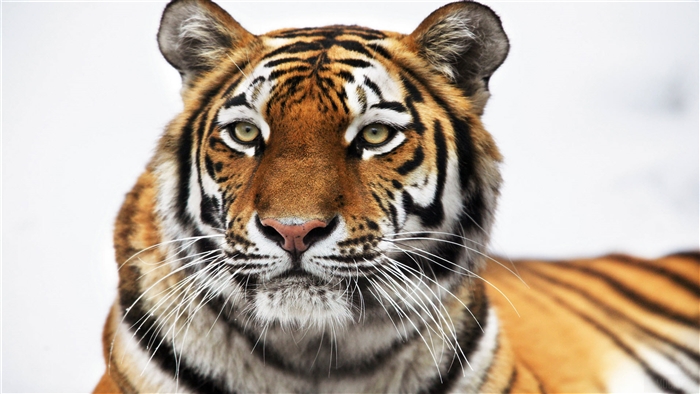 Siberian Tiger