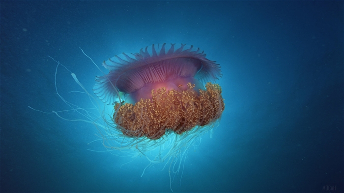 Lion's Mane Jellyfish Under Sea 4K