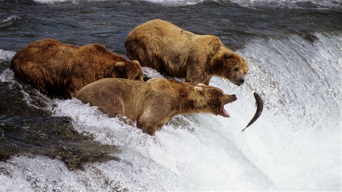 Brown Bears Fishing for Salmon in Alaska 4K