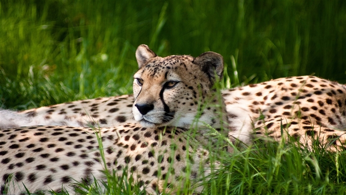 Cheetahs resting in grass