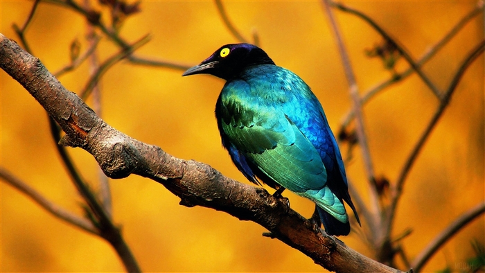 Iridescent Blue Bird on a Branch 4K
