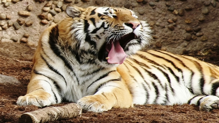 Indian Bengal Tiger yawning 4K