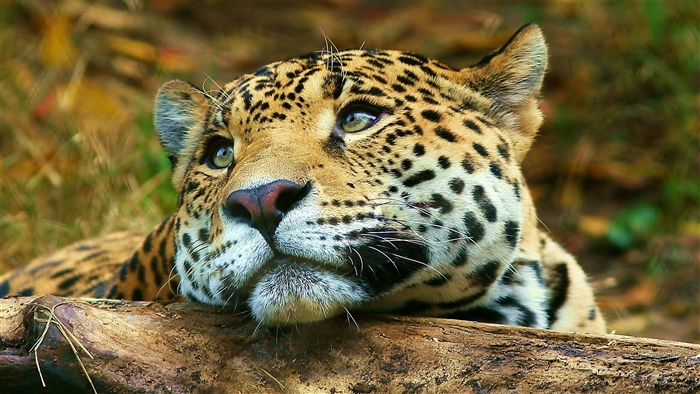 Jaguar resting on a log