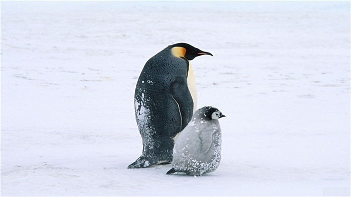 Emperor Penguins in Antarctica 4K