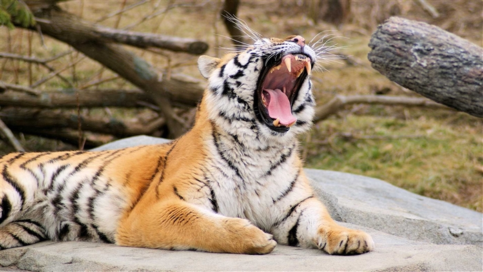 Tiger yawning on rocks