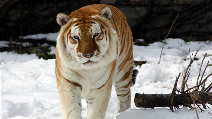 Golden Tiger in Snow 4K