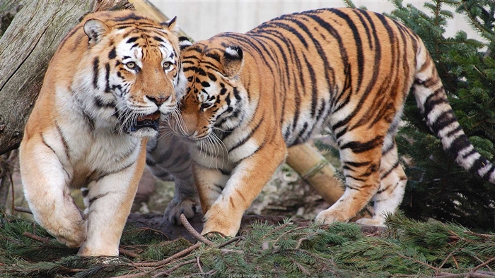 Two tigers in a forest setting