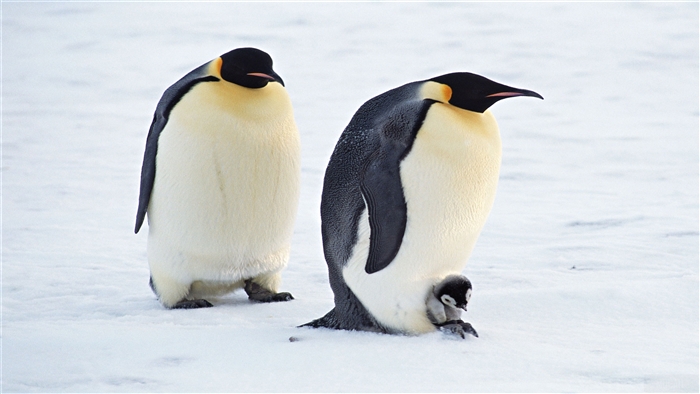 Emperor Penguins with Chick in Snow 4K