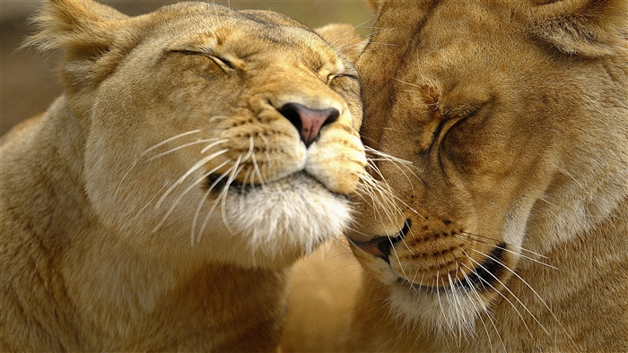 Two lions nuzzling in close-up