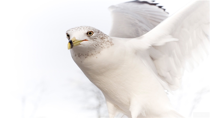 Seagull in flight with wings spread