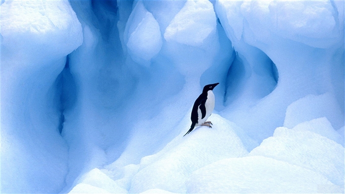 Penguin on Iceberg 4K
