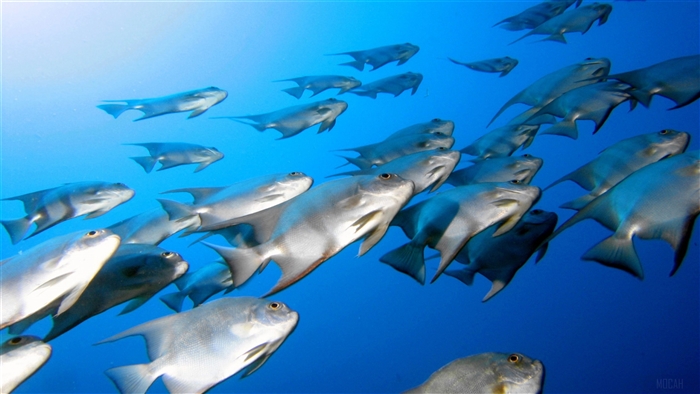 School of Fish in Blue Water 4K