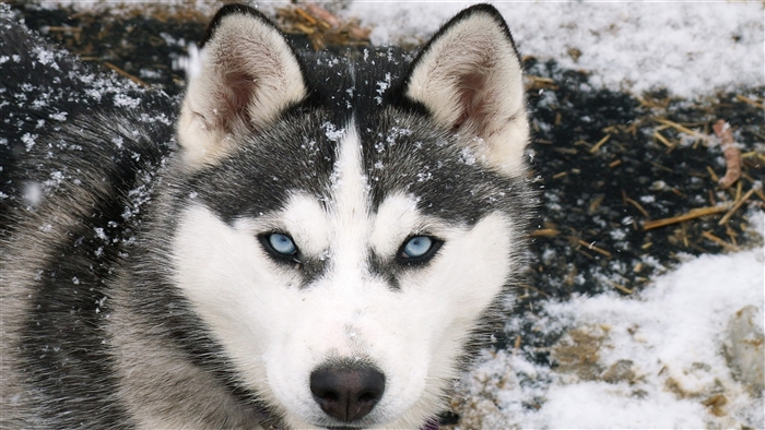 Siberian Husky with blue eyes in snow 4K