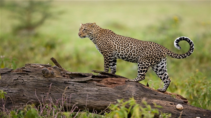 Leopard in Kenya 4K
