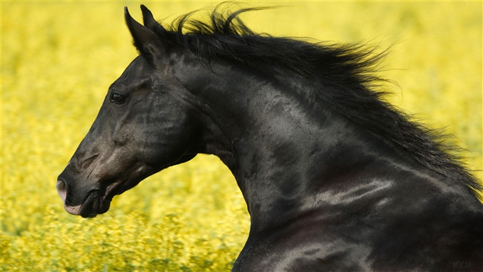 Portrait of a Friesian horse in 4K