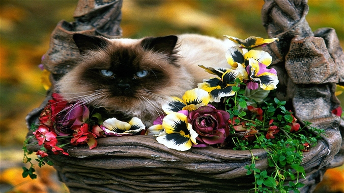Himalayan cat in a basket with flowers 4K
