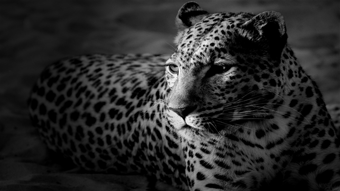Black and White Leopard Portrait 4K