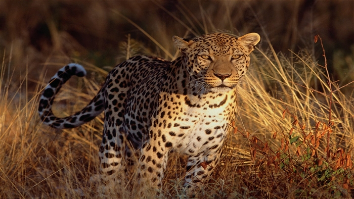 Leopard in tall dry grass