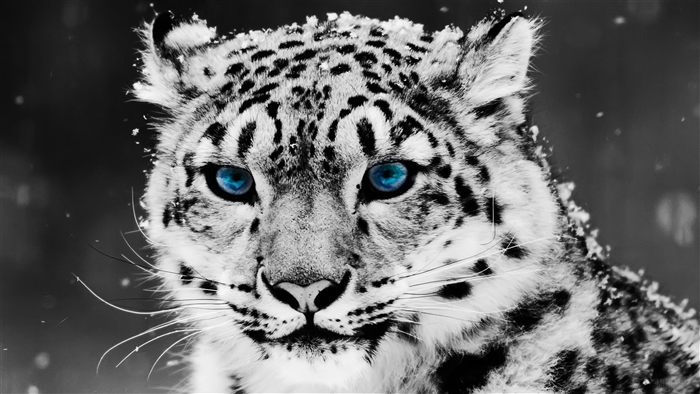 Snow Leopard with Blue Eyes in Snow 4K