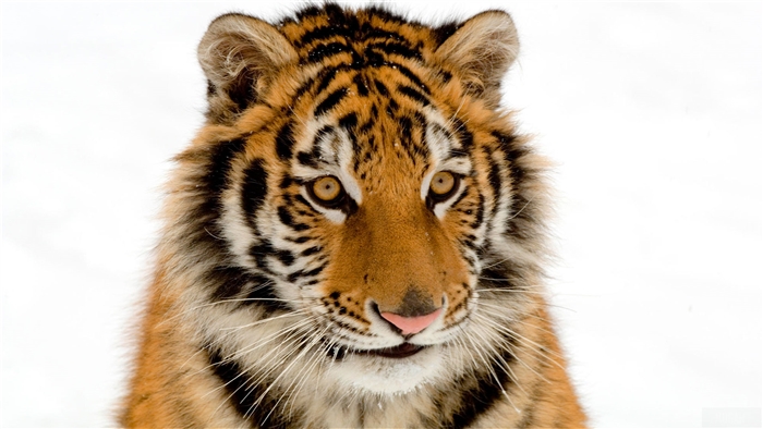 Portrait of a Tiger
