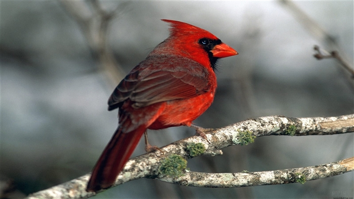 Northern Cardinal perched on a branch