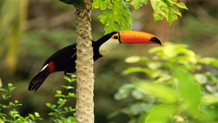 Toco Toucan in Tropical Forest 4K